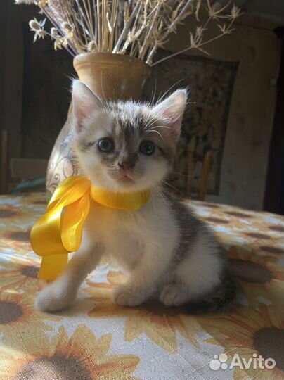 Мальчик в добрые руки