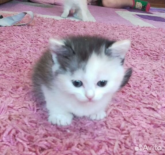 Котята в дар