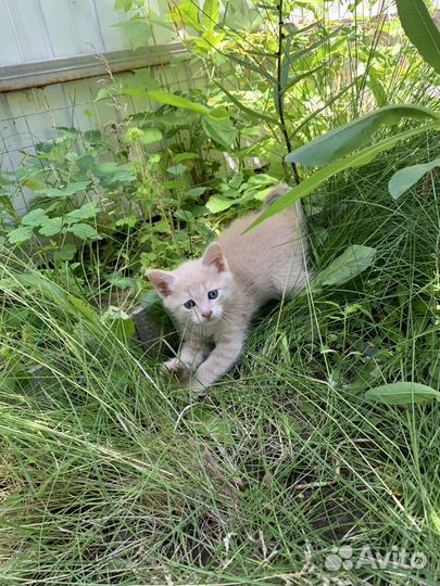 Котята в добрые руки бесплатно