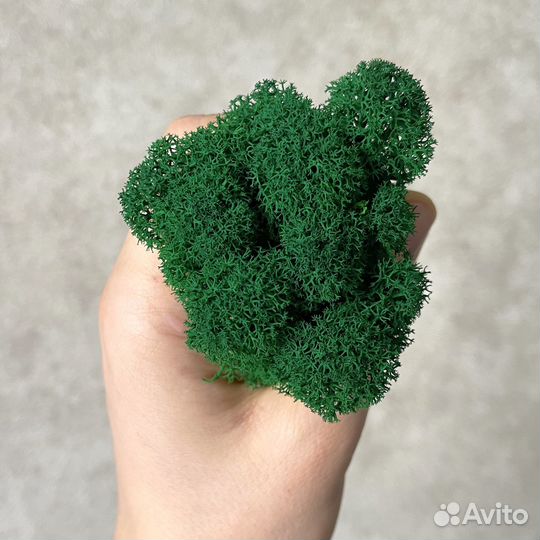 Стабилизированный мох, 1 кг, цвет Изумрудный