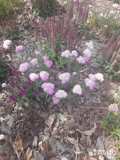 Тысячелистник