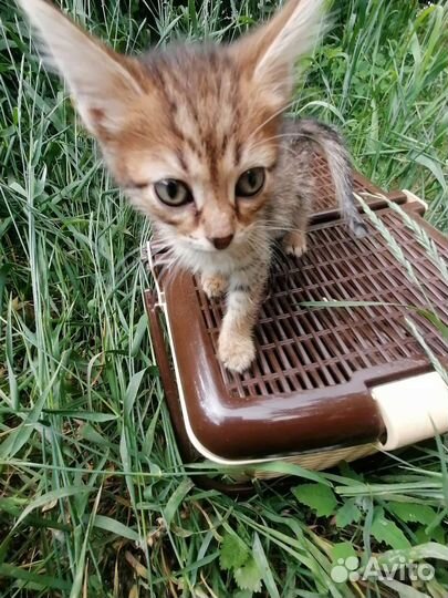 Кошка в дар