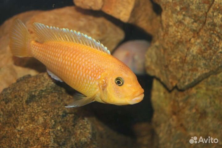 Продам цихлид