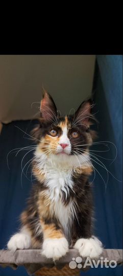 Мейн-кун девочка черепашка