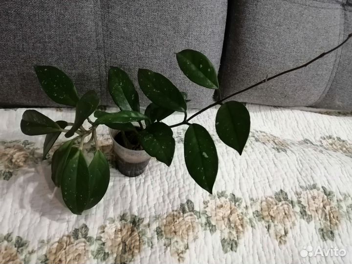 Хойя карноза