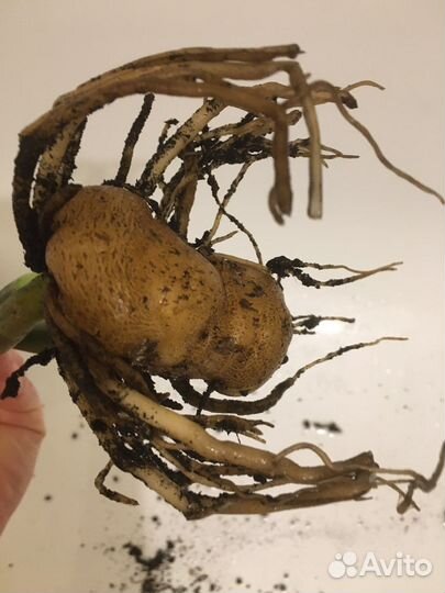 Замиокулькас