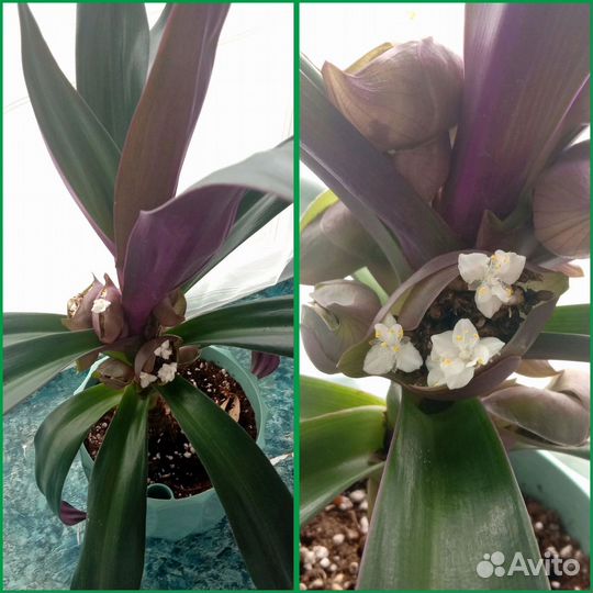 Традесканция рео