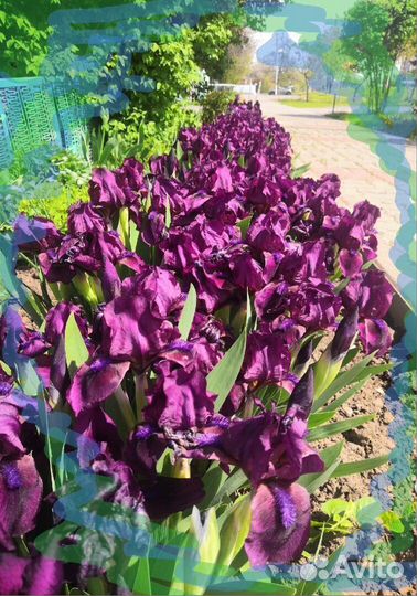 Ирис карликовый