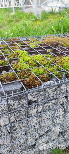 Габионы / габионы сварные / колонна яч.50х50мм