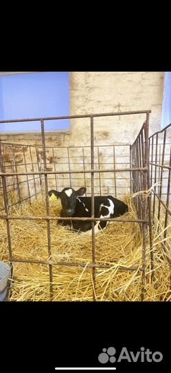 Телята бычки на откорм