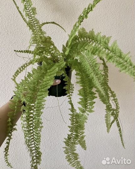Папоротник нефролепис