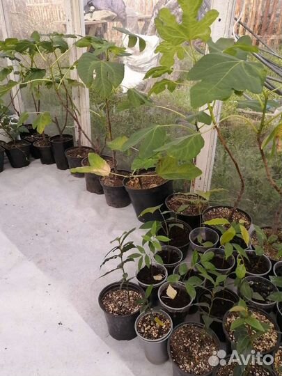 Экзотические растения