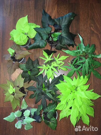 Ипомея батат