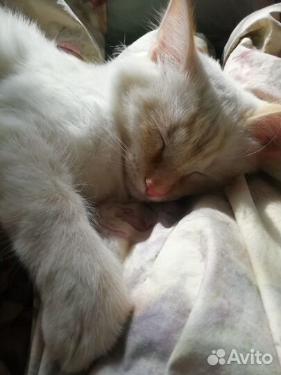 Марсель - голубоглазый тайский котик в дар 9 месяц