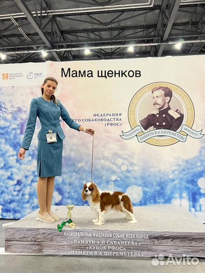 Кавалер кинг чарльз спаниель щенки