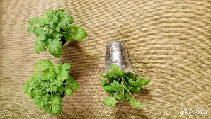 Растения для сада