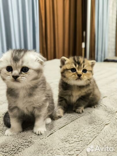 Шотландские вислоухие