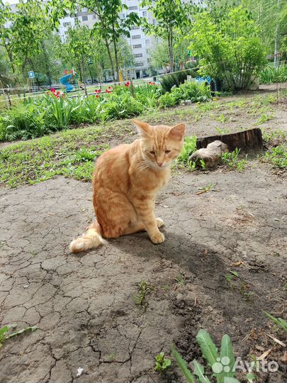 Котик с изюминкой)