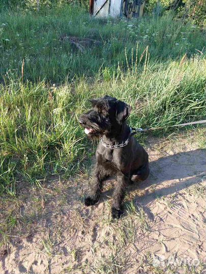 Вязка резишнауцер