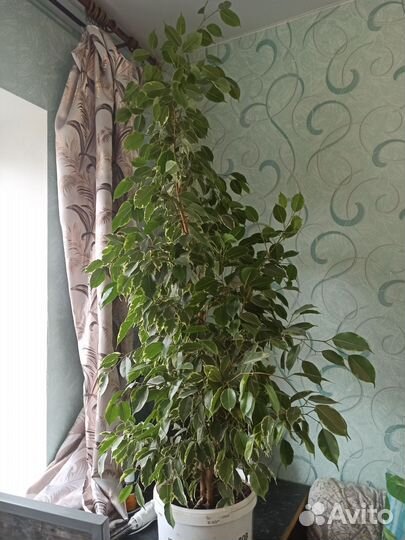 Фикус бенджамина