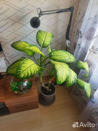 Диффенбахия