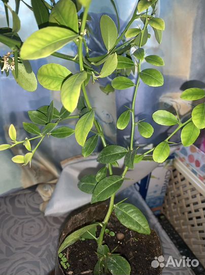 Пальчиковый лайм Faustrime