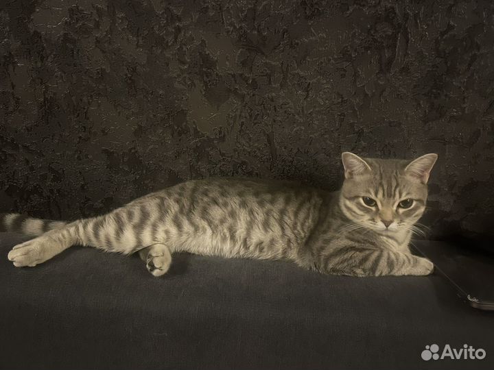 Кошка в дар бесплатно британец