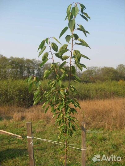 Саженцы черешня