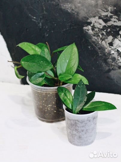 Хойи, Дисхидии