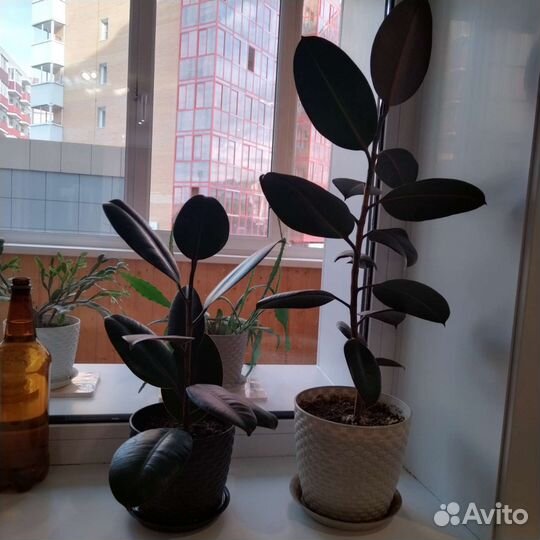 Домашние цветы