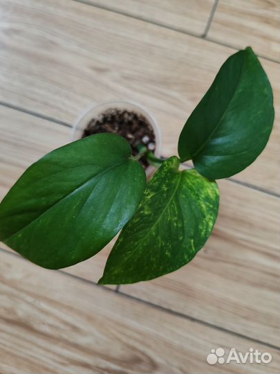 Сингониум, эпипремнум, оксалис