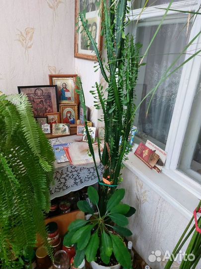 Комнатные растения цветы большие