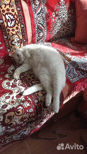 Кот в добрые руки бесплатно