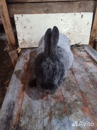 Серебро и белый великан