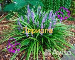 Лириопа растение