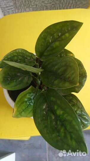 Монстера карстенианум