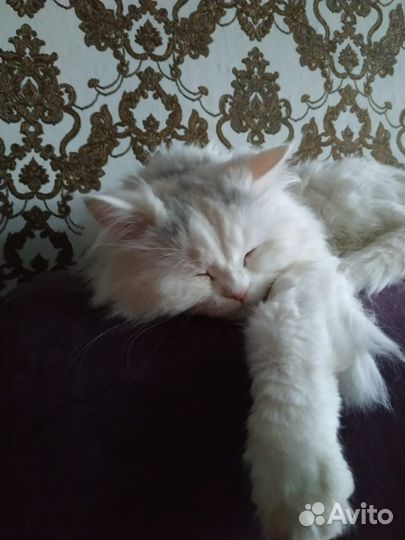 Кошка в дар