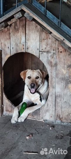 Щенки лабрадора