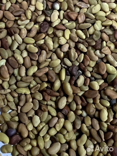 Семена люцерны