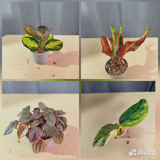 Хойи и их друзья