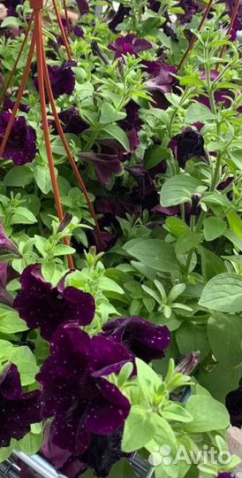 Петуния ампельная