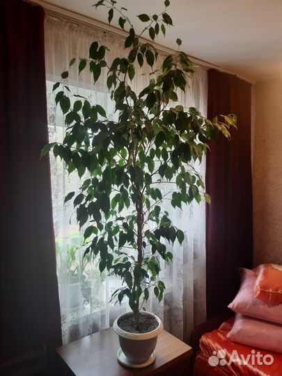 Фикус бенджамина