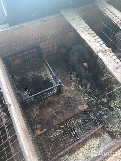 Кролики мясных пород