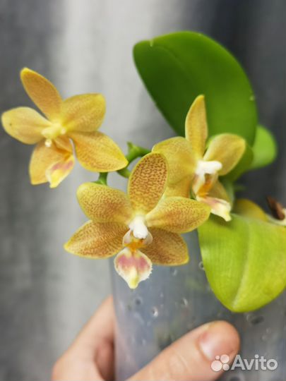 Орхидея Мастерпис