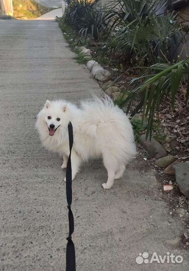 Вязка Японский шпиц