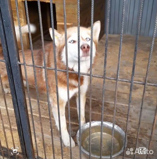 Хаски бесплатно