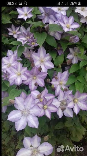 Клематисы