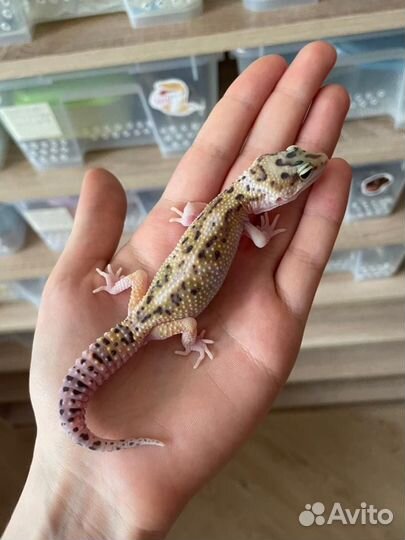 Передержка мелких животных, рептилий и др