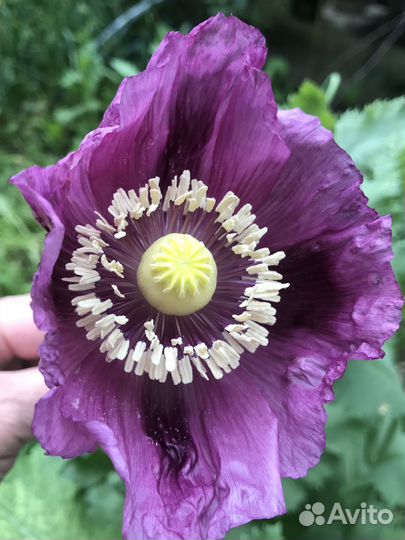 Мак гигантский сиреневый семена