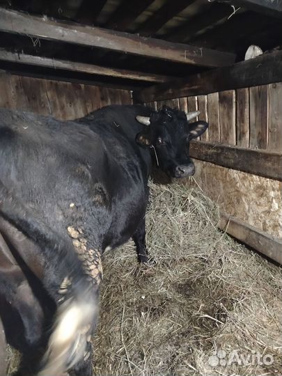 Продам быков
